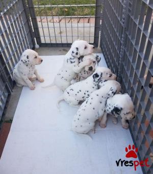 Ράτσα: Δαλματίας - Dalmatian | Ηλικία: 3 μηνών | Φύλο: Θηλυκό | Αρ. Microchip: 985113009877792 | Ιδιώτης | Εκπαιδευμένο | Pedigree | Περιοχή: Αθήνα, Αττική